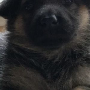 Meet your Posher, Lucky starr